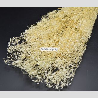 Гипсофила сухоцвет